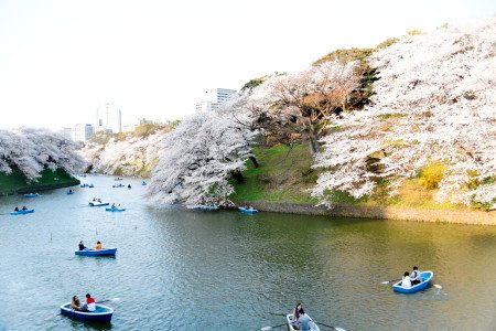 「千鳥ケ淵緑道」から見る満開の桜は圧巻の迫力！